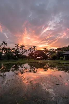 Peaceful Sunrise Over Flooded Tropical Garden