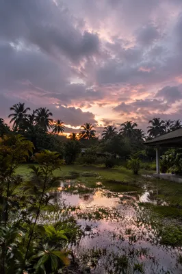 Peaceful Sunrise After Storm in Tropical Garden