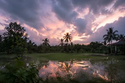 Peaceful Sunrise After Storm in Tropical Garden