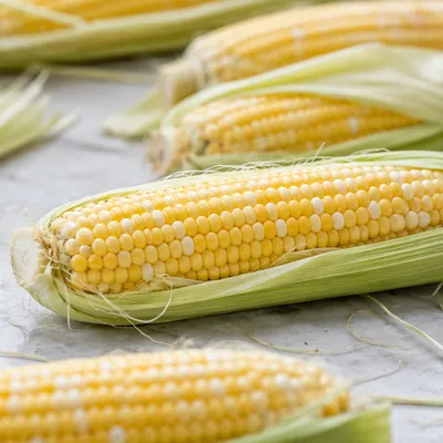 Fresh Yellow Corn Cobs Close-Up