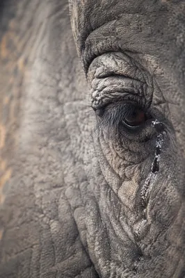 Elephant Tear Close Up for Comfort