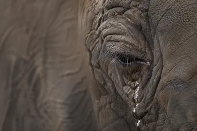 Elephant Tear Close Up of Gentle Comfort