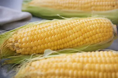 Fresh Corn Cobs in Soft Daylight