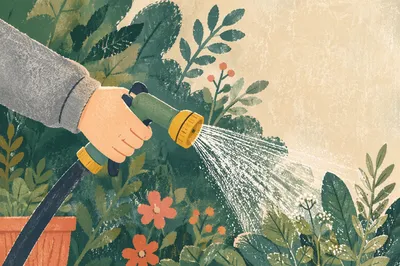 Watering Plants in a Peaceful Home Garden