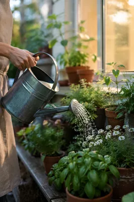 Morning Watering in Cozy Home Garden