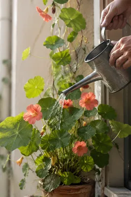 Home Gardener Watering Balcony Nasturtium Plant