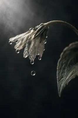 Wilted Flower Revived by Sparkling Water Drops