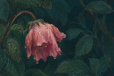 Wilted Pink Flower Reviving After Rain