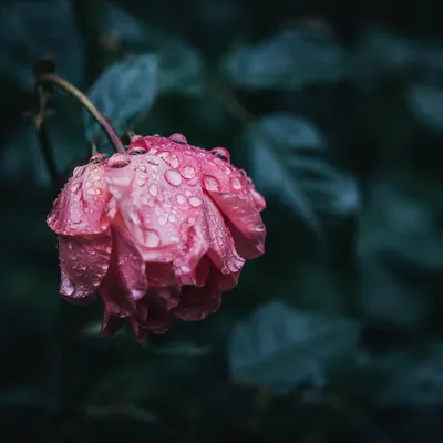 Wilted Pink Flower Reviving After Rain