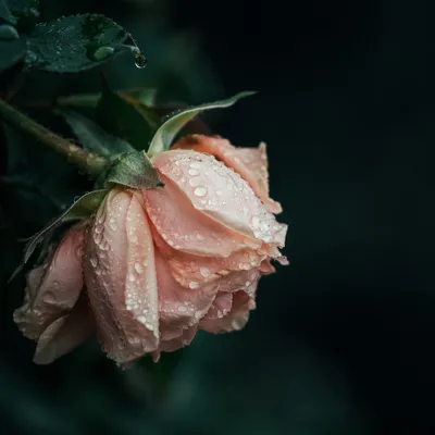 Wilted Rose Reviving With Morning Water Drops