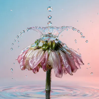 Wilted Flower Revived by Gentle Water Drops
