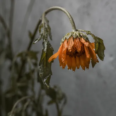 Wilted Orange Flower Reviving After Misting