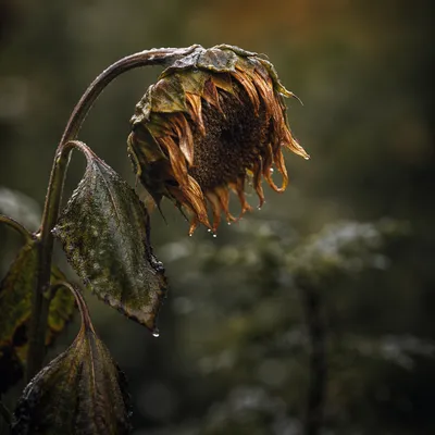 Wilted Garden Flower Reviving After Rain