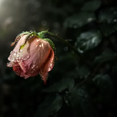 Wilted Rose Reviving in Morning Dew