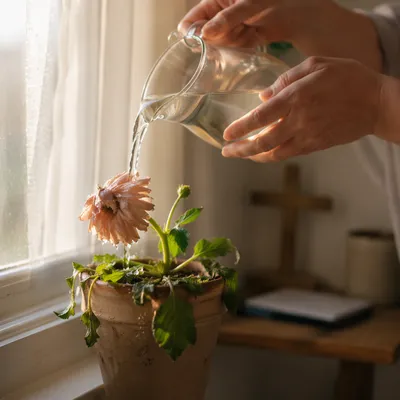 Wilted Pink Flower Revived by Morning Water