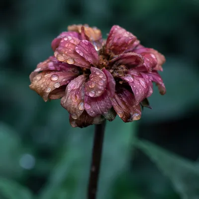 Wilted Flower Reviving After Gentle Misting