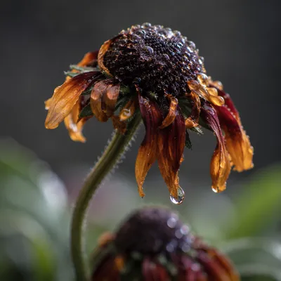 Wilted Flower Reviving After Gentle Watering