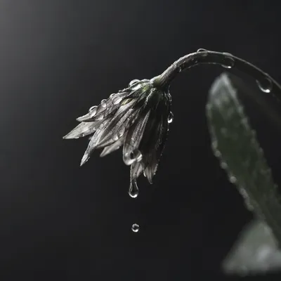 Wilted Flower Renewed by Water Drops