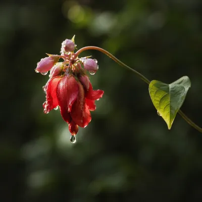 Wilted Red Flower Revived by Morning Water
