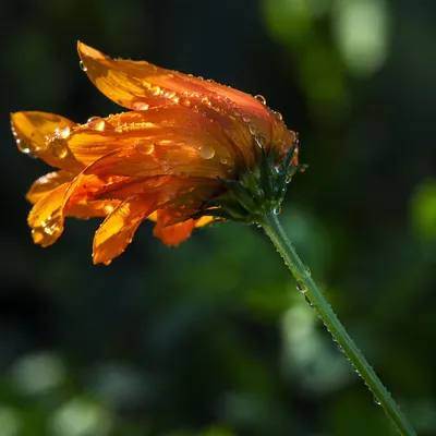 Wilted Orange Flower Reviving After Watering