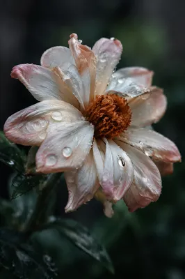 Wilted Flower Reviving After Gentle Rain