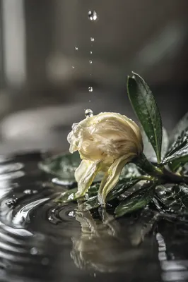 Wilted Flower Revived by Gentle Water Drops
