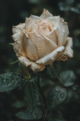 Reviving Cream Rose With Water Droplets