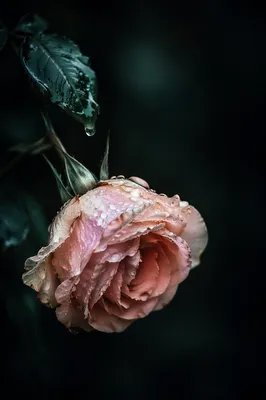 Reviving Wilted Rose With Morning Water Drops