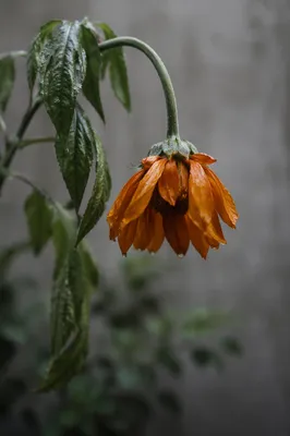 Wilted Orange Flower Reviving With Dew