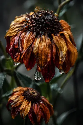 Wilted Flower Reviving After Gentle Watering