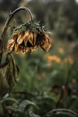 Wilted Garden Flower Reviving After Rain