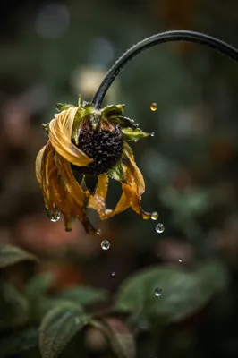 Wilted Flower Revived by Gentle Rain