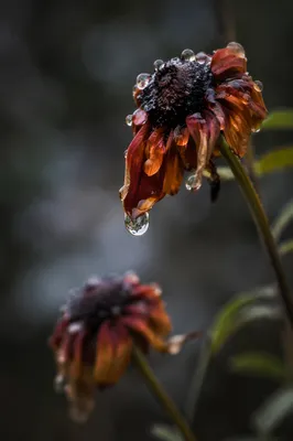 Wilted Flower Reviving After Gentle Watering