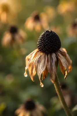 Wilted Flower Reviving in Golden Garden Light