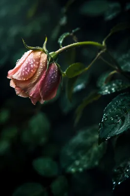 Reviving Wilted Rosebud with Morning Dew