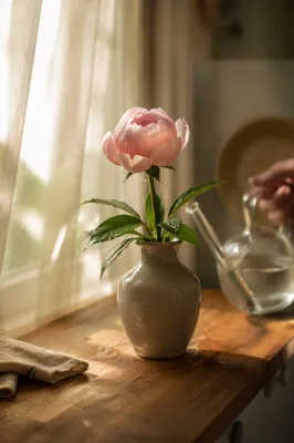 Reviving Wilted Flower on Sunlit Windowsill