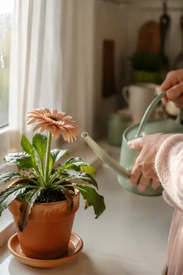 Wilted Flower Reviving on Sunlit Windowsill