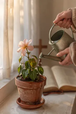 Wilted Pink Flower Revived by Morning Water