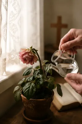 Wilted Flower Revived by Morning Water