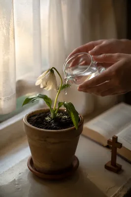Wilted White Flower Revived by Morning Water