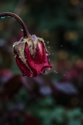 Wilted Red Flower Reviving After Rain