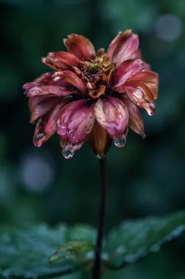 Wilted Flower Reviving After Gentle Misting