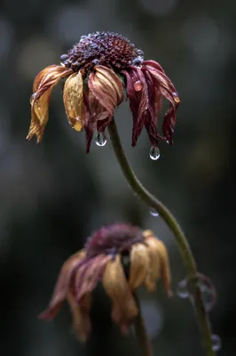 Wilted Flower Reviving After Gentle Watering