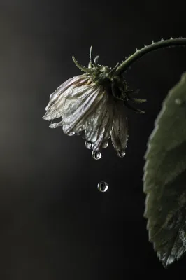 Wilted Flower Revived by Sparkling Water Drops
