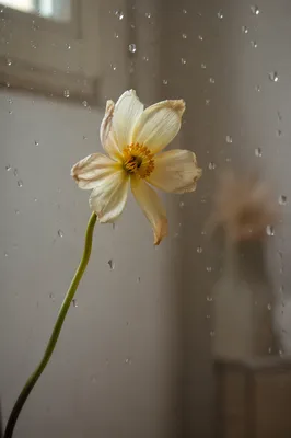 Wilted Flower Reviving in Gentle Window Light