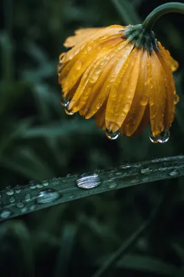 Wilted Yellow Flower Reviving After Rain