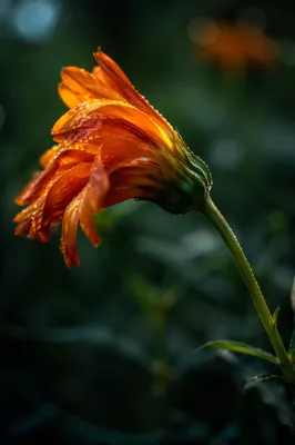 Wilted Orange Flower Renewed by Morning Water