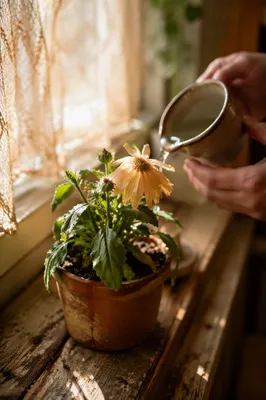Wilted Flower Reviving in Morning Light