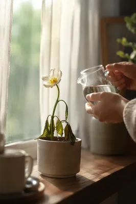 Wilted White Wildflower Revived by Morning Care