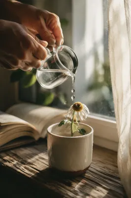 Wilted Wildflower Revived by Morning Grace